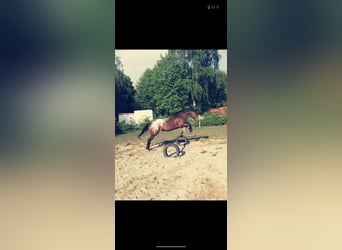 Appaloosa, Mare, 18 years, 14,2 hh