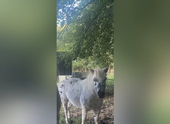Appaloosa, Mare, 18 years, Leopard-Piebald