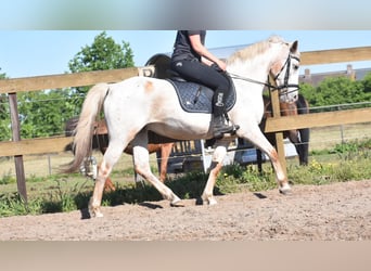 Appaloosa, Mare, 19 years, 14.2 hh, Roan-Bay