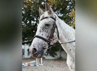 Appaloosa, Mare, 19 years, 14,1 hh