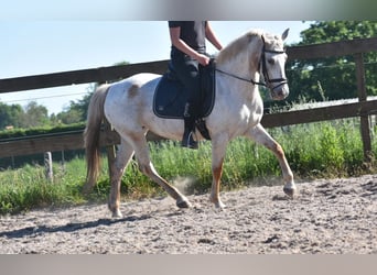 Appaloosa, Mare, 19 years, 14,2 hh, Roan-Bay