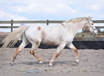 Appaloosa, Mare, 19 years, 14,2 hh, Roan-Bay