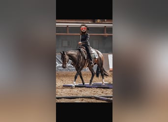 Appaloosa, Mare, 19 years, 15.2 hh, Bay-Dark