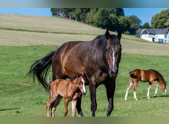 Appaloosa, Mare, 19 years, 15,2 hh, Bay-Dark