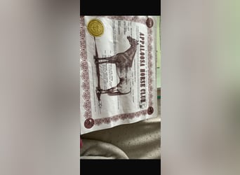 Appaloosa, Mare, 19 years, 15,2 hh, Bay-Dark