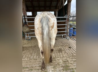 Appaloosa, Mare, 19 years, 16 hh, Buckskin