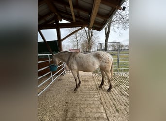Appaloosa, Mare, 19 years, 16 hh, Buckskin