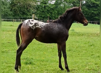 Appaloosa Mix, Mare, 1 year, 12.1 hh, Leopard-Piebald
