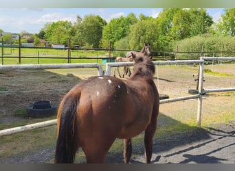 Appaloosa, Mare, 1 year, 14.2 hh, Brown