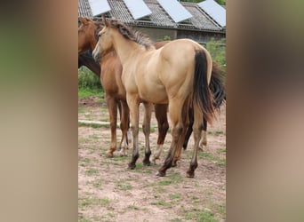 Appaloosa Mix, Mare, 1 year, 14.2 hh, Dun