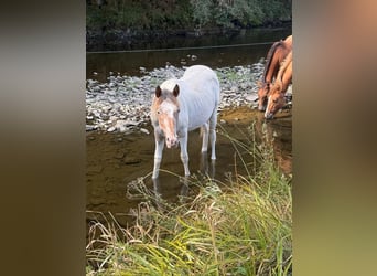 Appaloosa Mix, Mare, 1 year, 14.2 hh