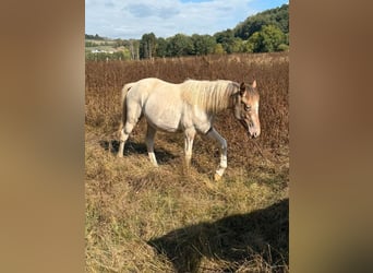 Appaloosa Mix, Mare, 1 year, 14.2 hh