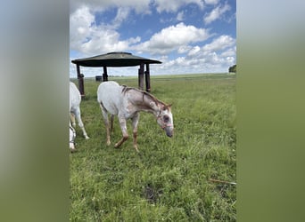 Appaloosa, Mare, 1 year, 14.3 hh, Chestnut-Red