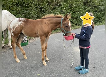 Appaloosa, Mare, 1 year, 14,3 hh