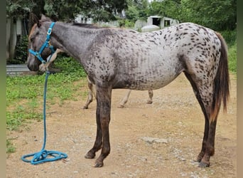 Appaloosa, Mare, 1 year, 14 hh, Black