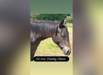 Appaloosa, Mare, 1 year, 14,3 hh, Brown