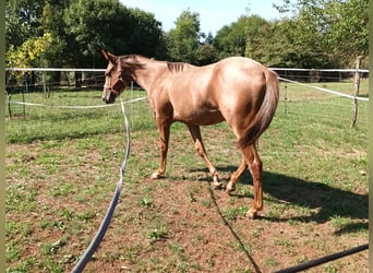 Appaloosa, Mare, 1 year, 15.1 hh, Bay-Dark