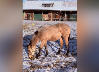 Appaloosa, Mare, 1 year, 15.1 hh, Buckskin