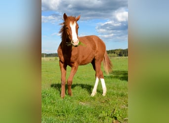 Appaloosa, Mare, 1 year, 15.1 hh, Chestnut-Red