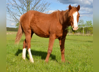 Appaloosa, Mare, 1 year, 15.1 hh, Chestnut-Red