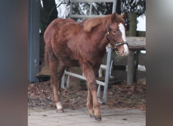 Appaloosa Mix, Mare, 1 year, 15,1 hh, Roan-Bay