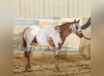Appaloosa, Mare, 1 year, 15 hh