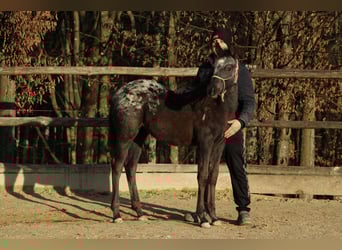 Appaloosa Mix, Mare, 1 year, 15,1 hh, Black