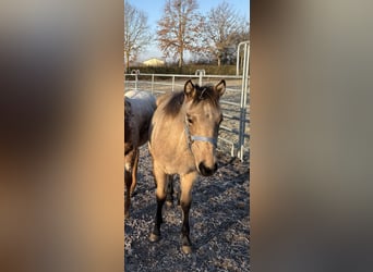 Appaloosa, Mare, 1 year, 15,1 hh, Buckskin