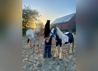 Appaloosa, Mare, 1 year, 16 hh