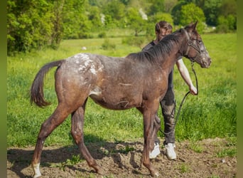Appaloosa, Mare, 1 year, Black