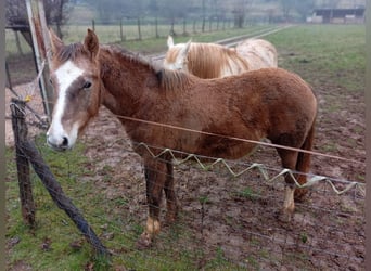 Appaloosa Mix, Mare, 1 year, Brown