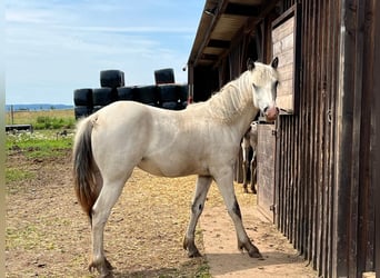 Appaloosa, Mare, 1 year, Brown