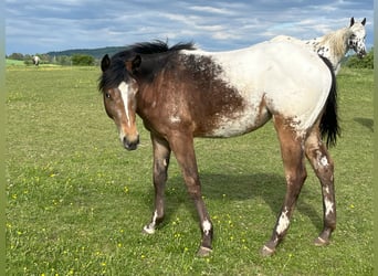 Appaloosa, Mare, 1 year, Brown