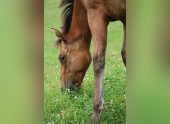 Appaloosa, Mare, 1 year, Dunalino