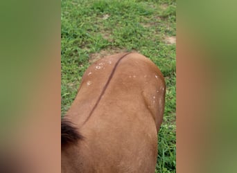 Appaloosa, Mare, 1 year, Dunalino