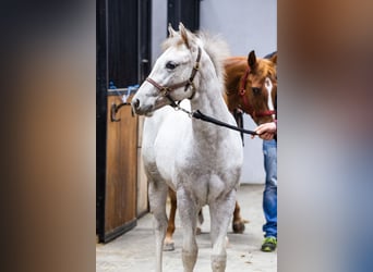 Appaloosa, Mare, 1 year