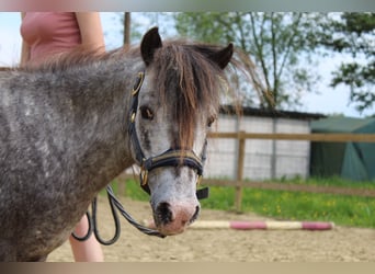 Appaloosa, Mare, 25 years, 9,2 hh, Leopard-Piebald