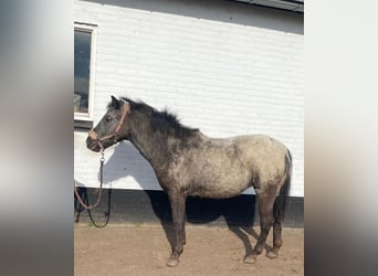 Appaloosa, Mare, 2 years, 11,1 hh