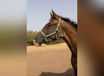 Appaloosa, Mare, 2 years, 14.1 hh, Brown