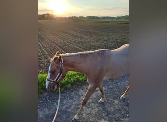 Appaloosa, Mare, 2 years, 14.2 hh