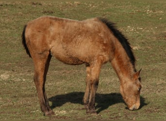 Appaloosa Mix, Mare, 2 years, 14,2 hh, Dun