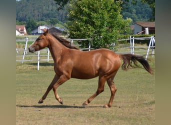 Appaloosa, Mare, 2 years, 14.3 hh, Chestnut-Red