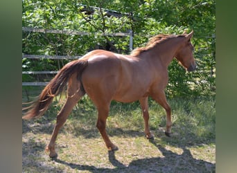 Appaloosa, Mare, 2 years, 14.3 hh, Chestnut-Red