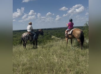 Appaloosa, Mare, 2 years, 14,1 hh, Bay