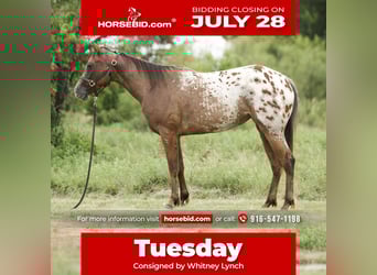 Appaloosa, Mare, 2 years, 14,1 hh, Bay