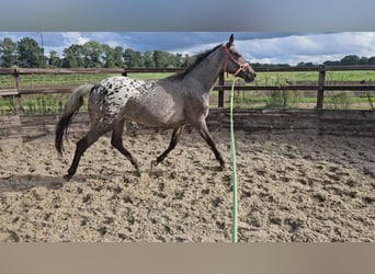 Appaloosa, Mare, 2 years, 15.1 hh, Leopard-Piebald