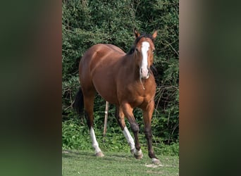 Appaloosa, Mare, 2 years, 15.2 hh, Brown