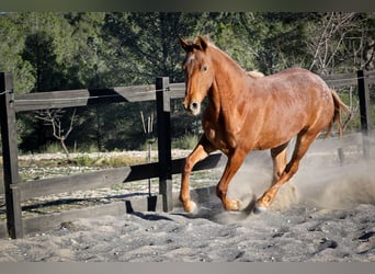 Appaloosa Mix, Mare, 2 years, 15.2 hh, Chestnut-Red