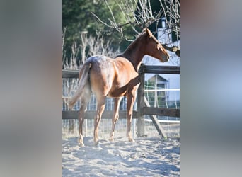 Appaloosa Mix, Mare, 2 years, 15.2 hh, Chestnut-Red