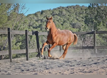 Appaloosa Mix, Mare, 2 years, 15.2 hh, Chestnut-Red